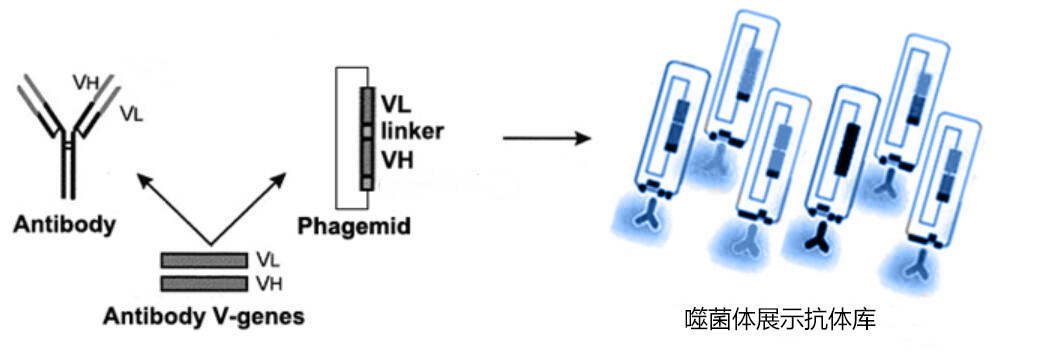 人源scFV抗体库构建服务1+卡梅德生物.jpg