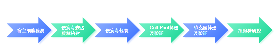 稳定细胞株构建服务流程-卡梅德科技2.png