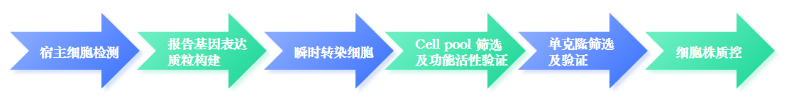 稳定细胞株构建服务流程-卡梅德科技3.png