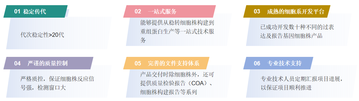 稳定细胞株构建服务流程-卡梅德科技1.png