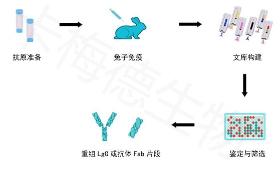 兔单B细胞单抗生产-卡梅德生物1.jpg