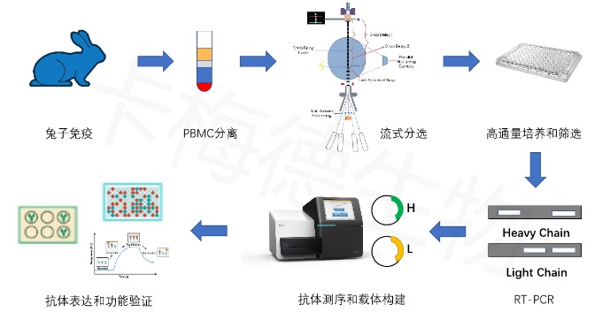 兔单B细胞单抗生产-卡梅德生物2.jpg