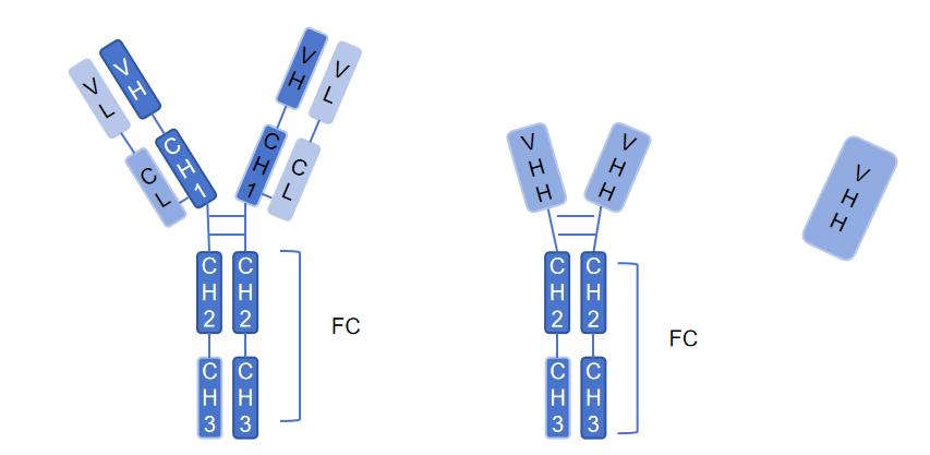 传统抗体、重链抗体与纳米抗体的示意图-KMD Bioscience.jpg