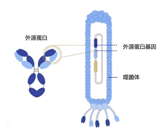 人源抗体噬菌体文库制备服务1+卡梅德生物.jpg