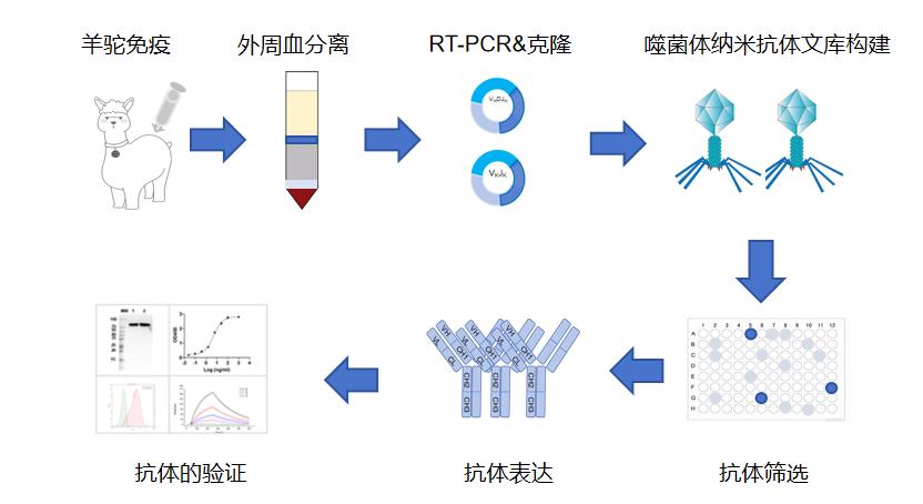 噬菌体展示技术制备纳米抗体-KMD Bioscience.jpg