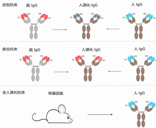 抗体人源化-卡梅德生物(1).jpg
