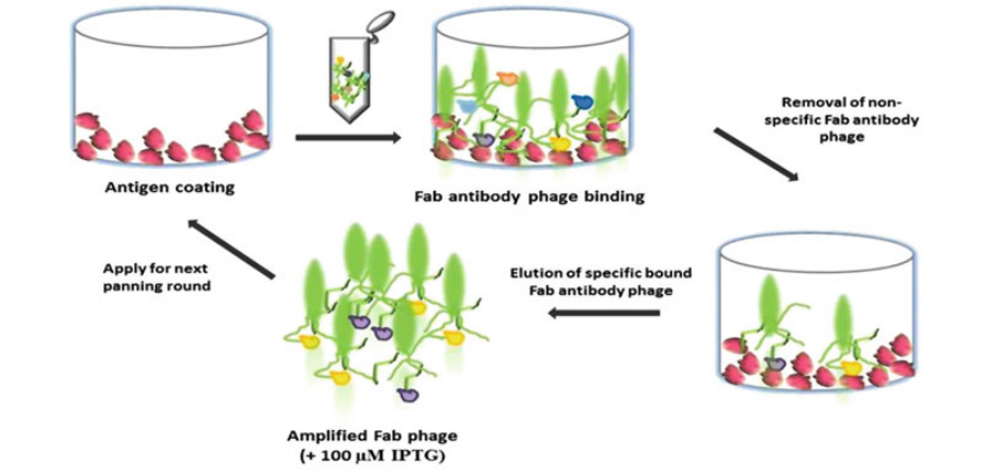Fab噬菌体抗体库淘选示意图-卡梅德科技.png