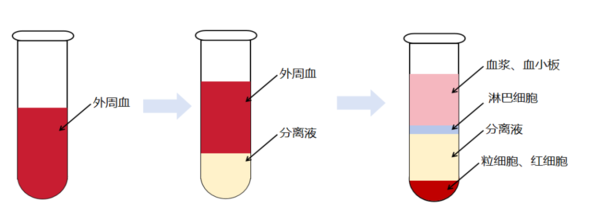 PBMC分离流程及注意事项 - 卡梅德生物