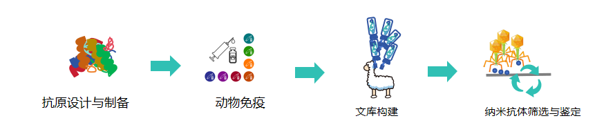 噬菌体展示文库构建-卡梅德科技.png