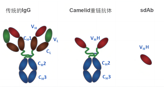 传统的IgG抗体和羊驼纳米抗体结构比较-卡梅德科技.png
